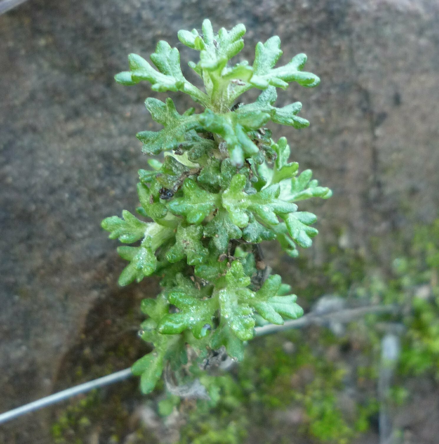 High Resolution Eriophyllum confertiflorum Shoot